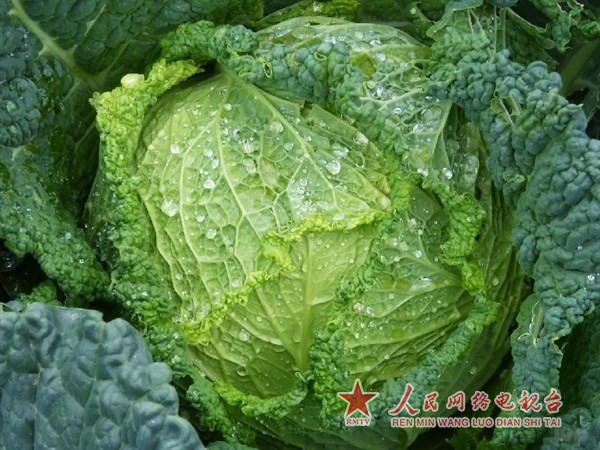 冬天法宝:炒白菜的时候放它,营养胜过人参,提高免疫力! 图片