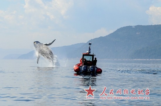 观鲸寻海豹 魁北克邀你赴一场充满野趣的甜蜜之旅