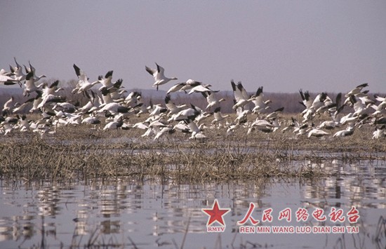 观鲸寻海豹 魁北克邀你赴一场充满野趣的甜蜜之旅